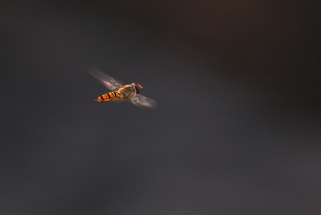 ..Lul� In Volo...!!!