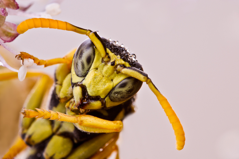 sguardo minaccioso...