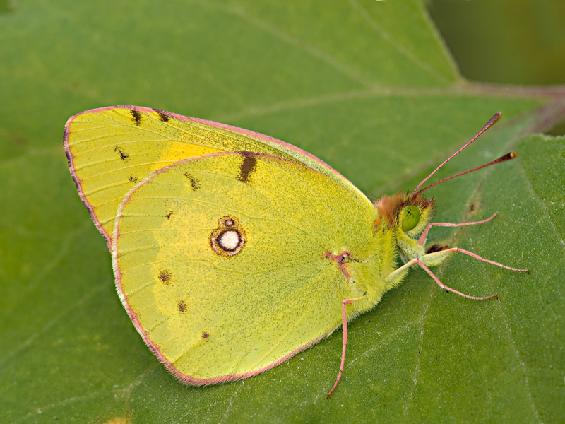colias
