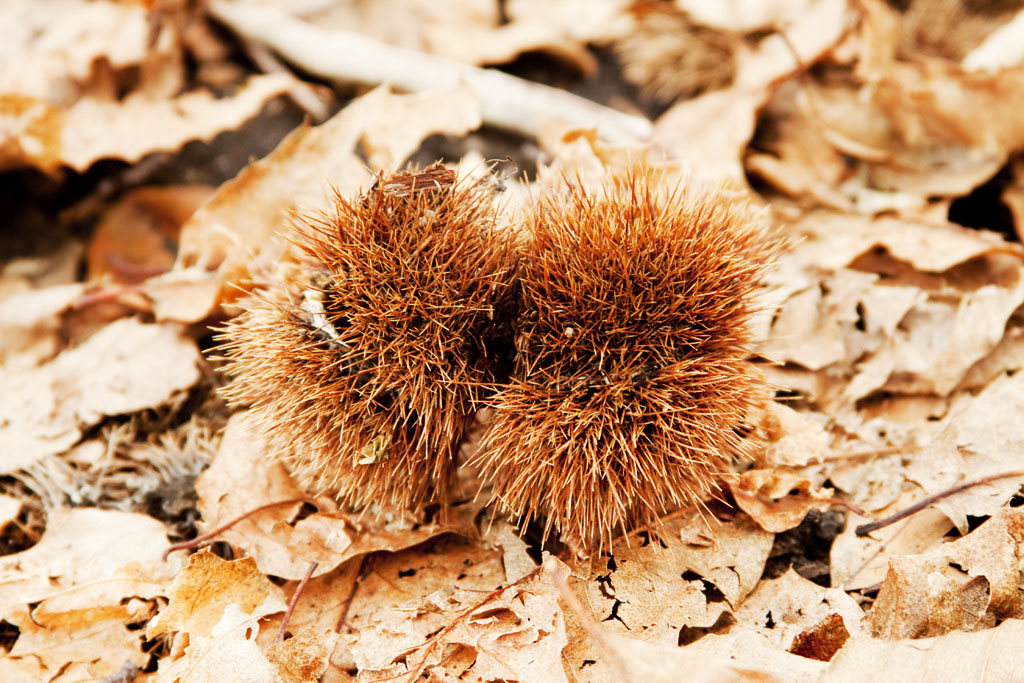 Un riccio tra le foglie