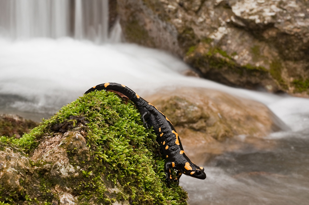 Salamandra