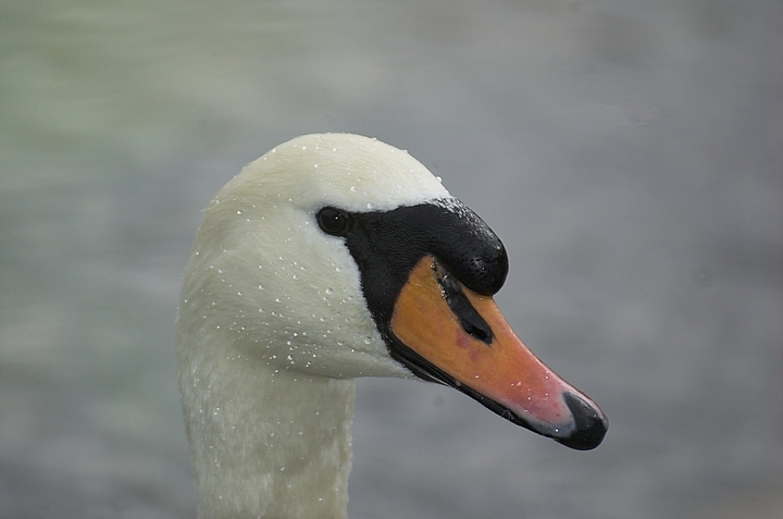 Cigno dopo la doccia