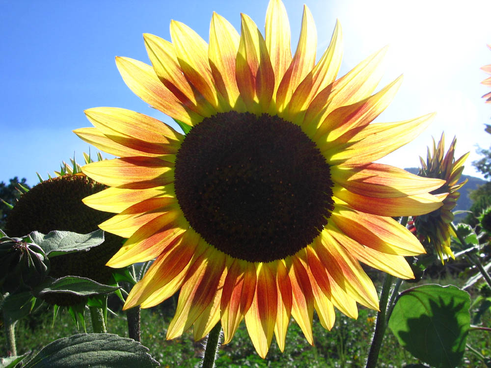 giraSole atipico