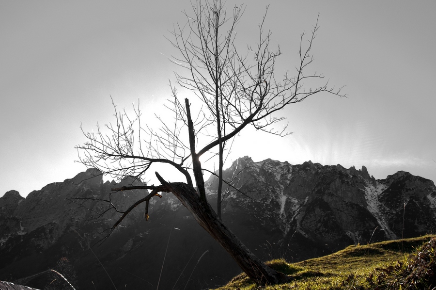 Albero spoglio illuminato dal sole al tramonto