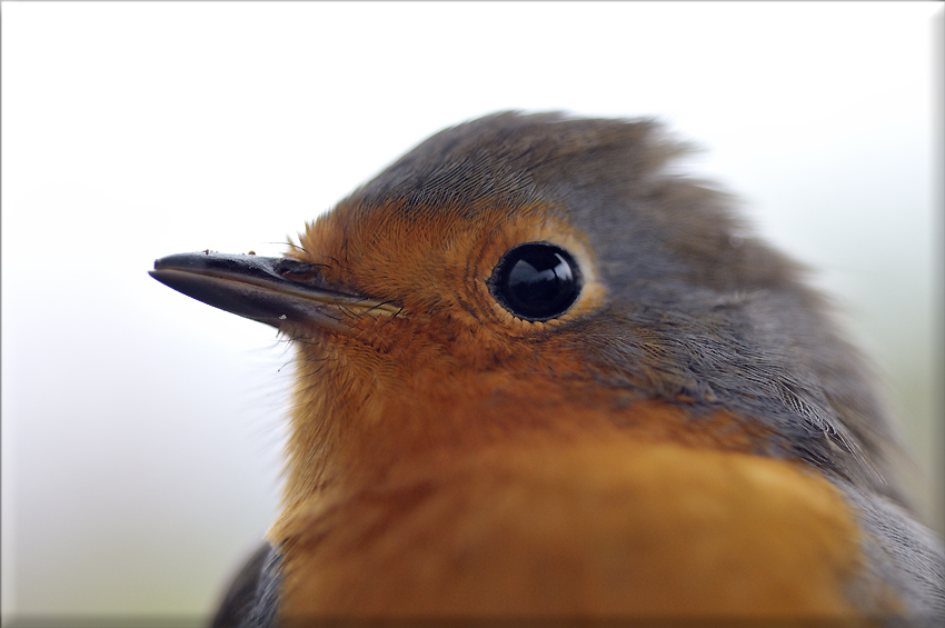 Incontro ravvicinato