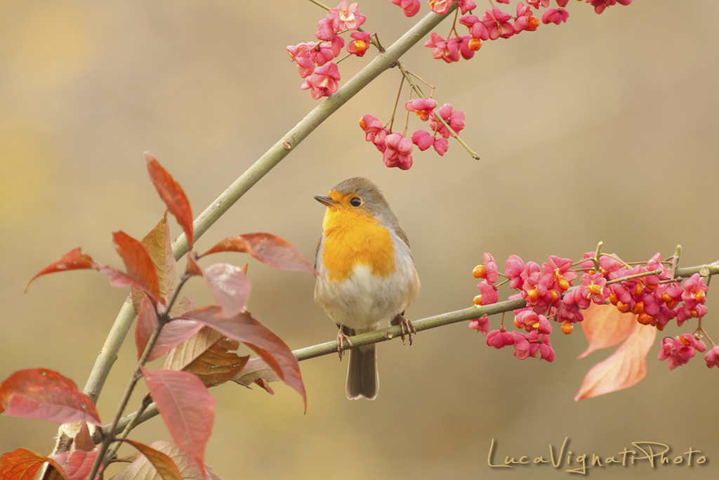 pettirosso ambientato