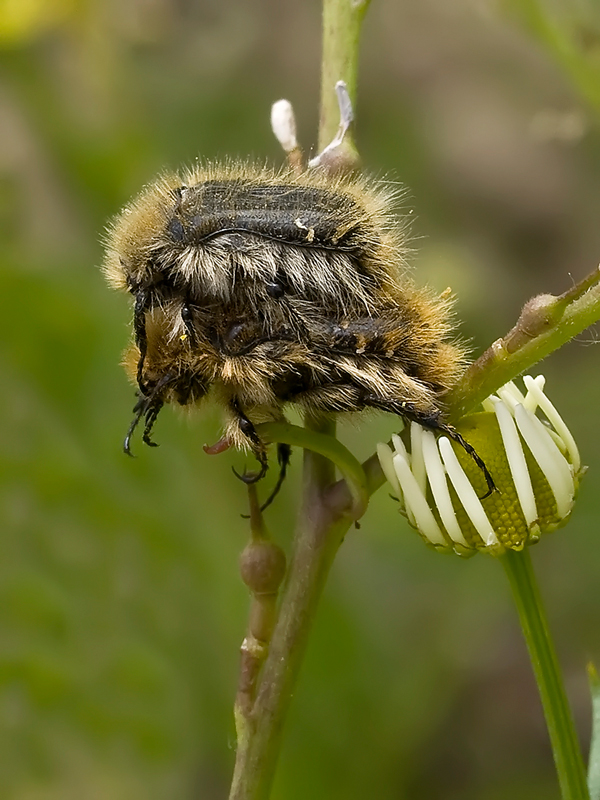 .....spazzole in.. accoppiamento....