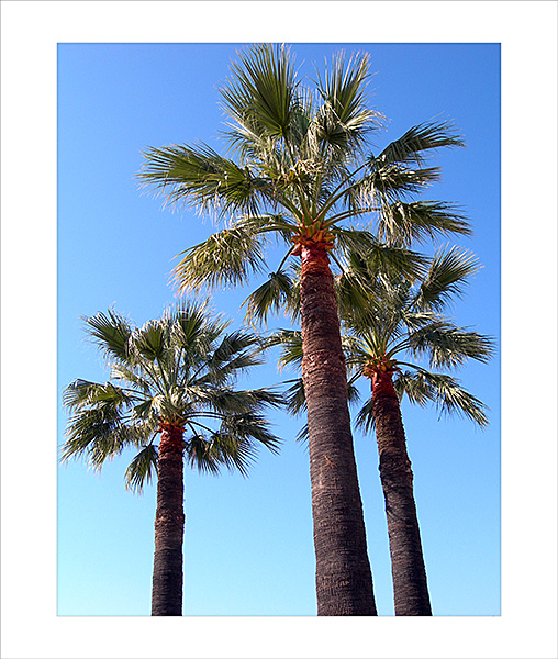 palme a Nizza