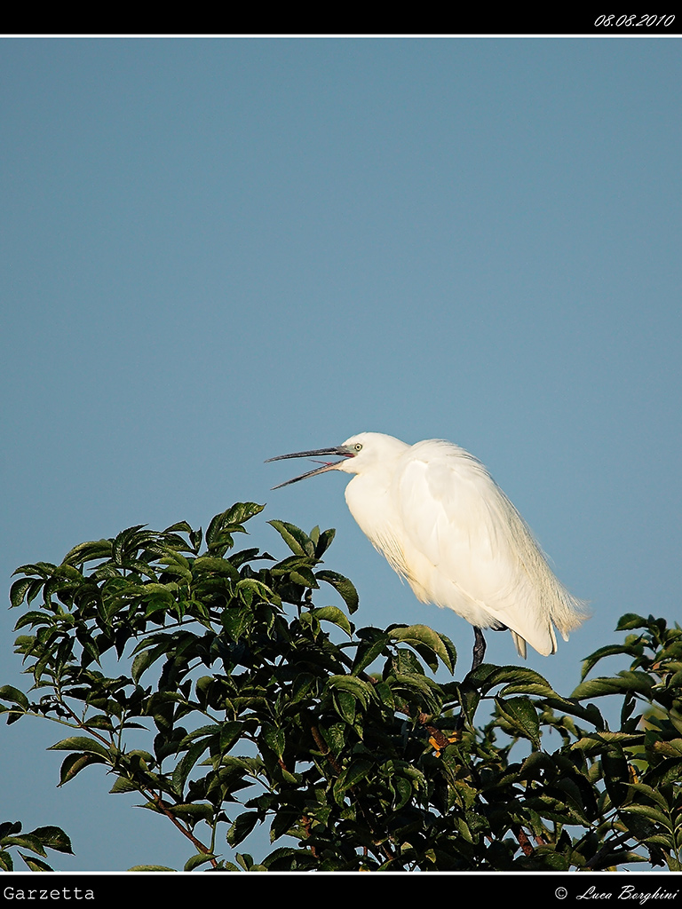 Garzetta # 18
