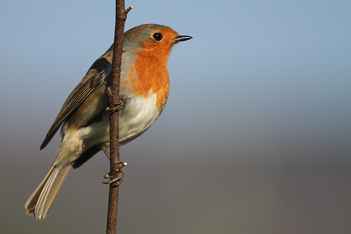 IL RITORNO DEL ROSSO.......