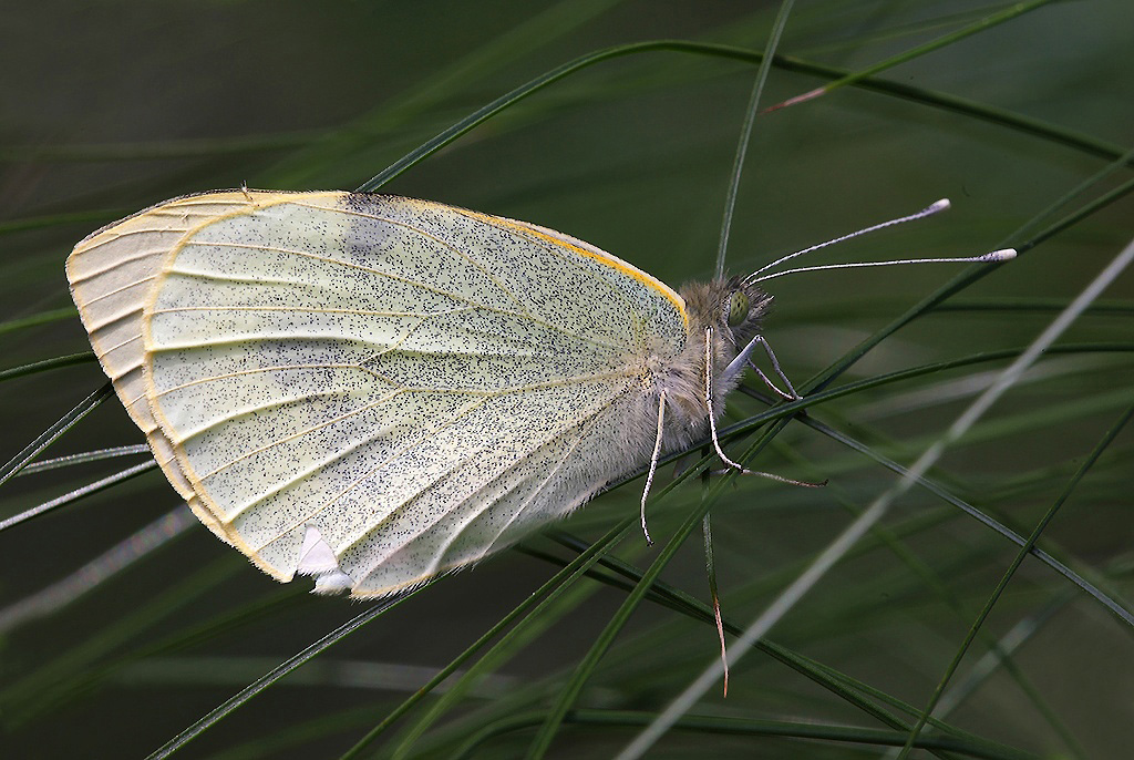 ...Farfalla Sul Papiro...!!!