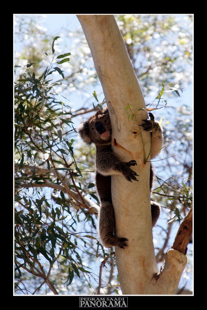KOALA 3