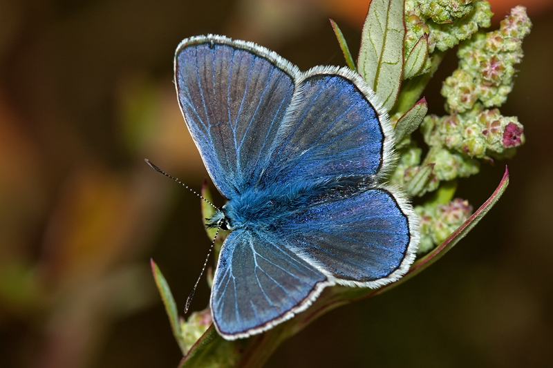 nel blu dipinto di blu