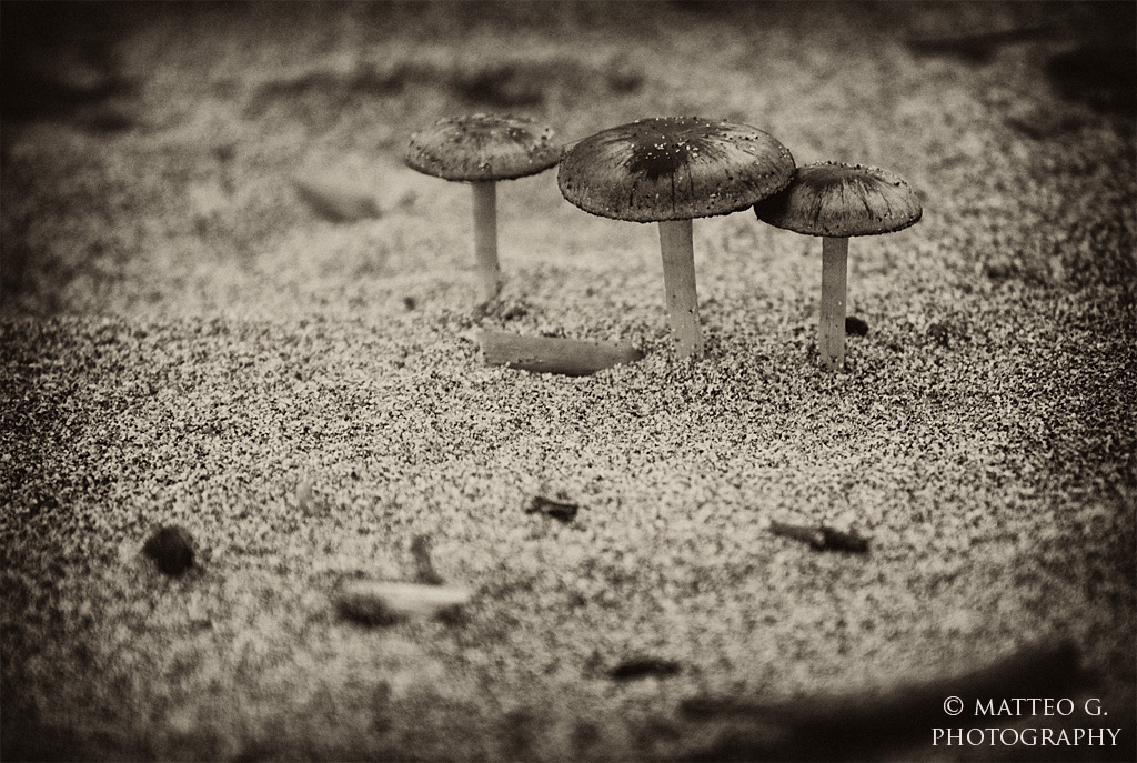 Funghi in Spiaggia - Strano ma Vero