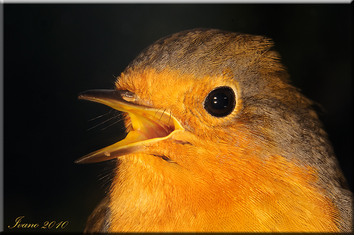 Il canto del pettirosso