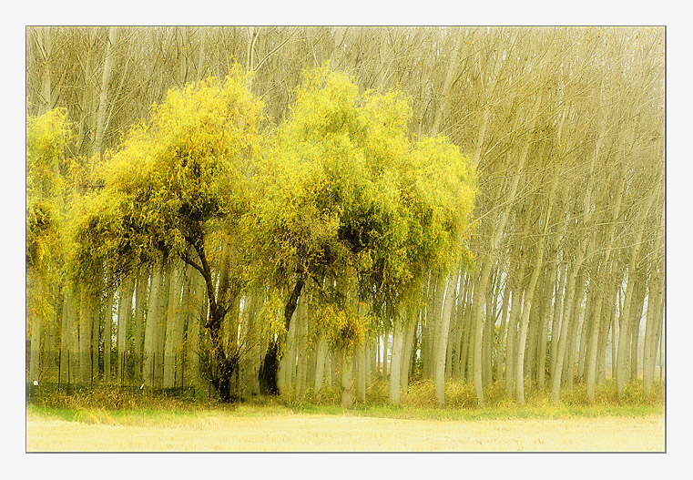 sotto l'occhio dei grandi