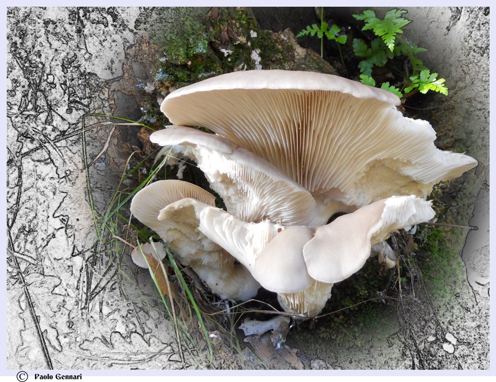 pleurotus