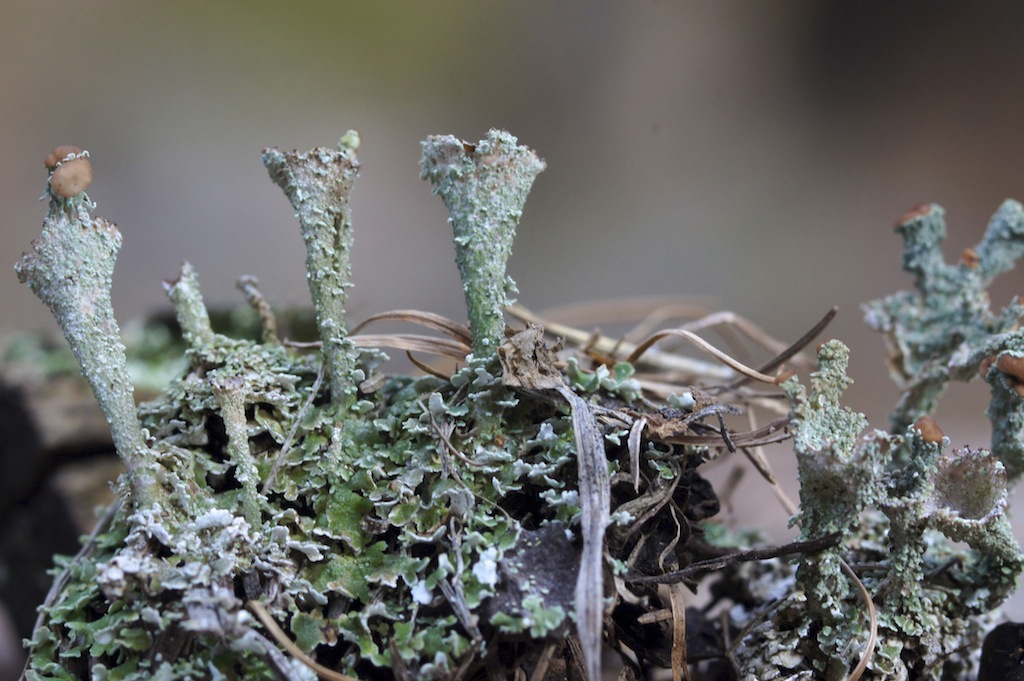 Macro natura in mezzo al bosco