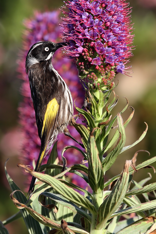 Australian Bird 1�  (New Holland Honeyeater)