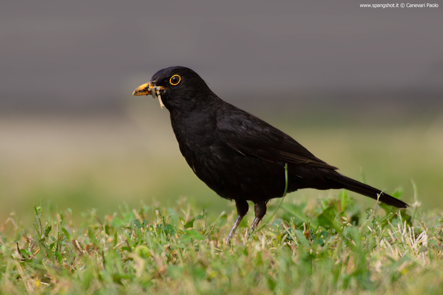 Tanto comune quanto schivo