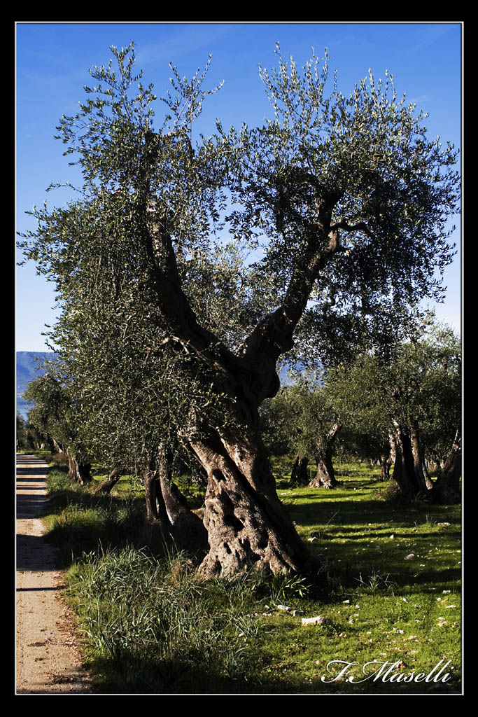 Ulivo