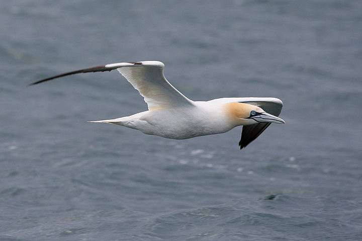 SULA A BASS ROCK........