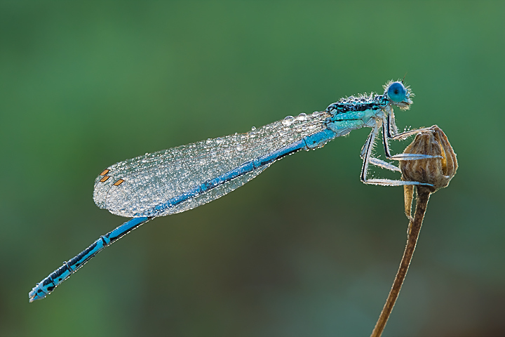 Platycnemis pennipes (maschio)