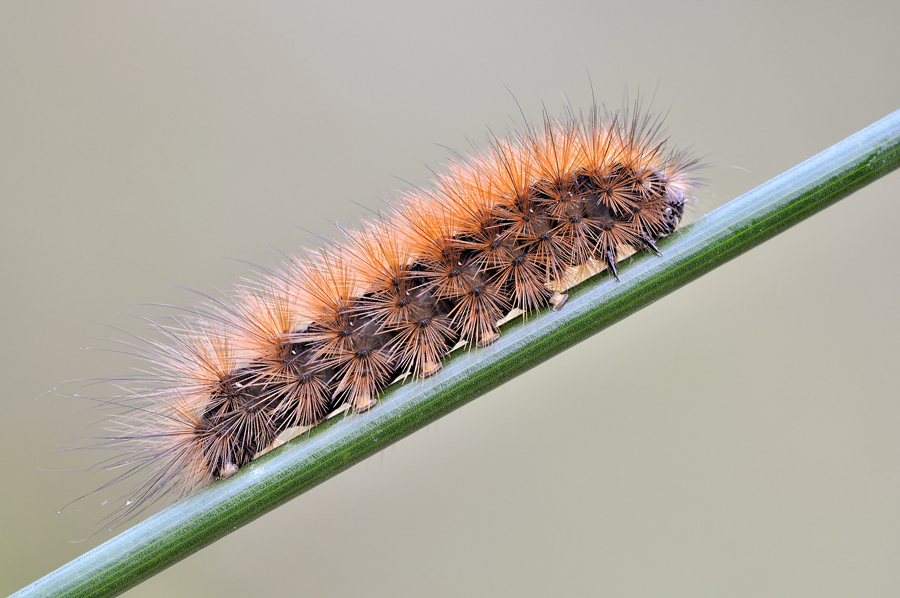 phragmatobia fuliginosa...