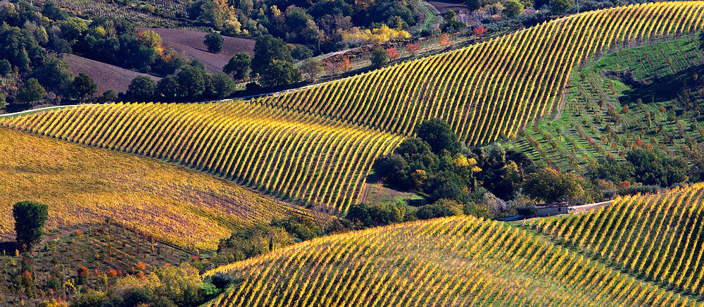 Il mantello di San Martino