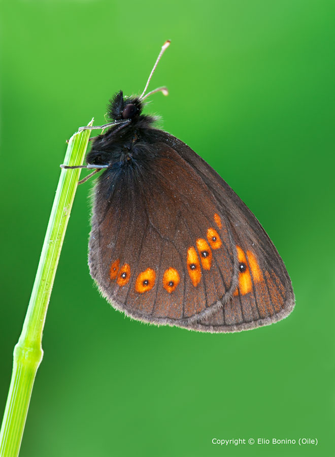 Erebia Alberganus