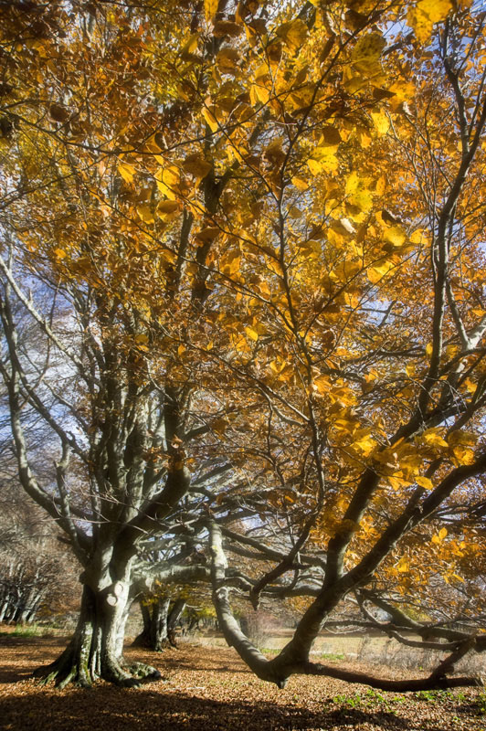 Colori tardo-autunnali