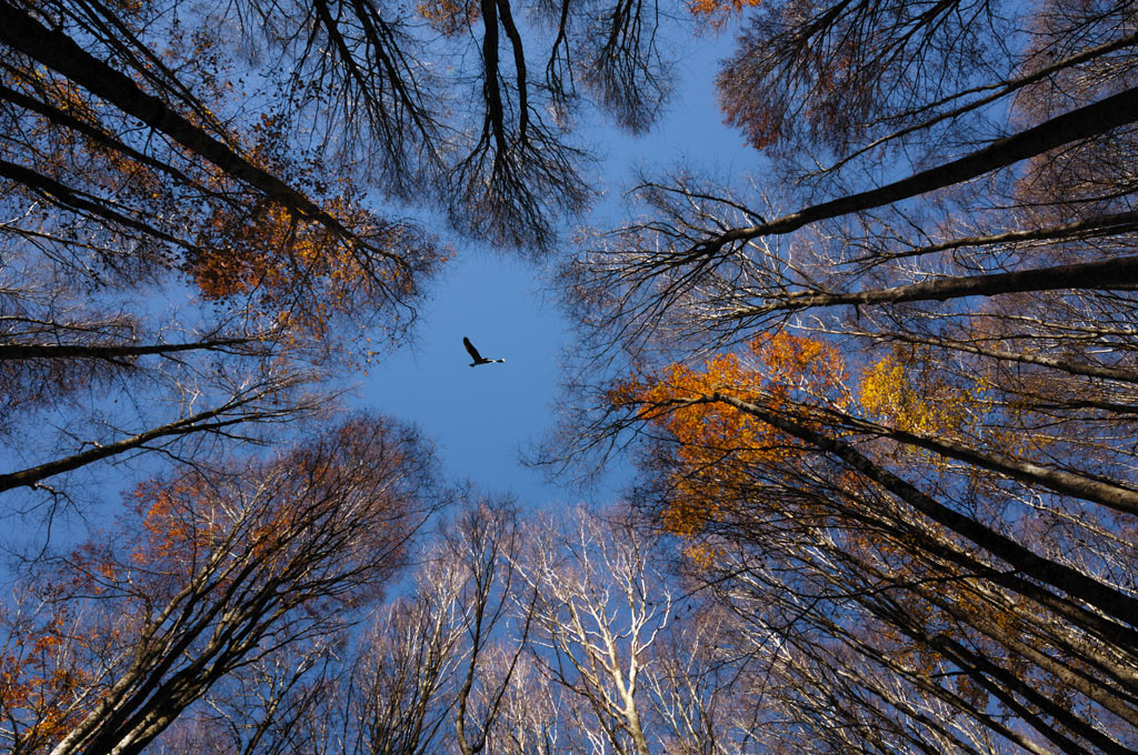Le Ali della Liberta'