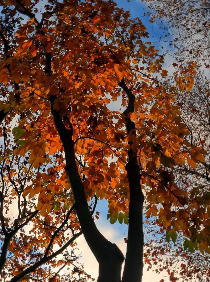 O autunno che accendi i colori ...