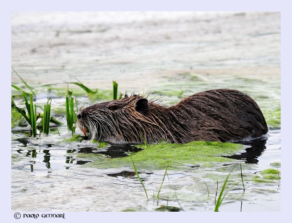 nutria