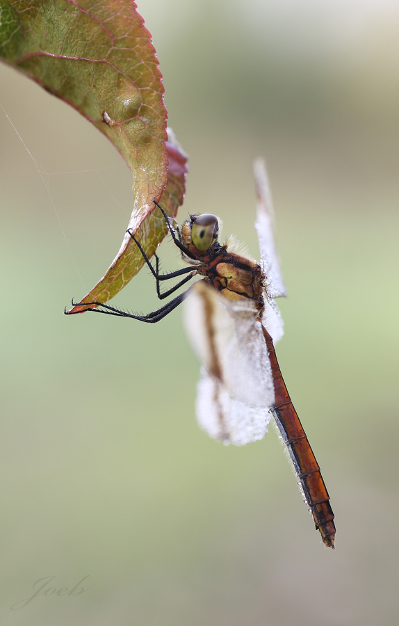 Odonato autunnale...