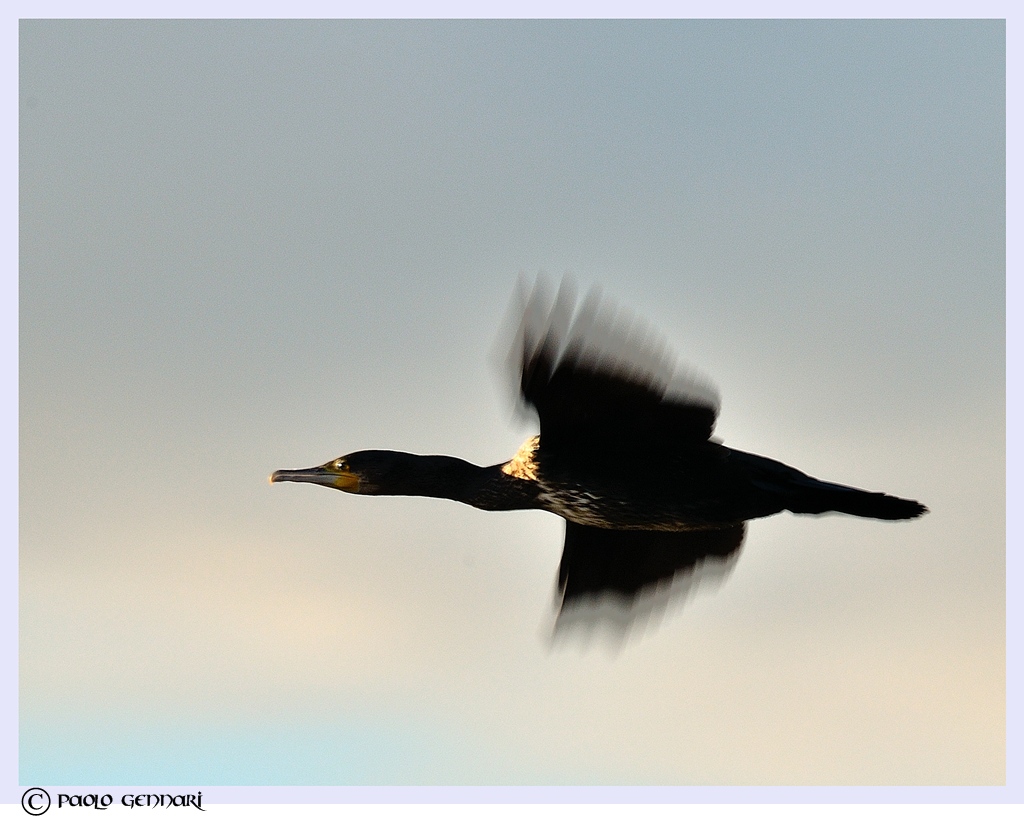 cormorano