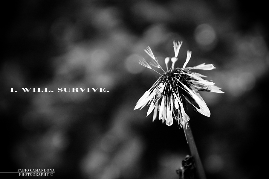 I. WILL. SURVIVE.