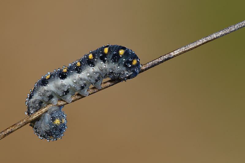 ...s'� svegliato...