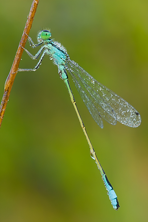 Ischnura elegans (maschio)