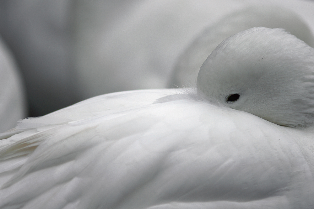 Bianco