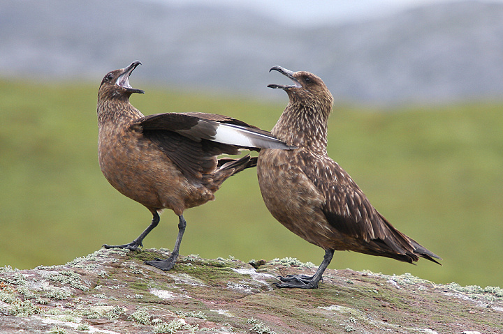 LA PANTOMIMA.........