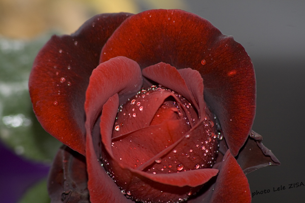 Semplicemente una rosa 2