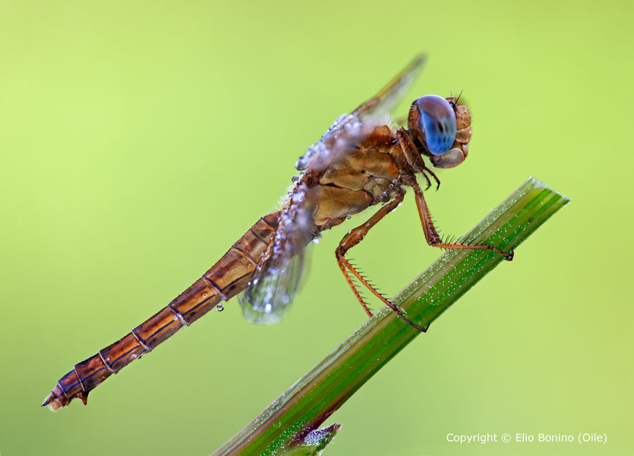 Crocothemis erythraea
