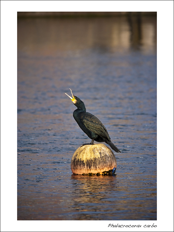 Phalacrocorax carbo