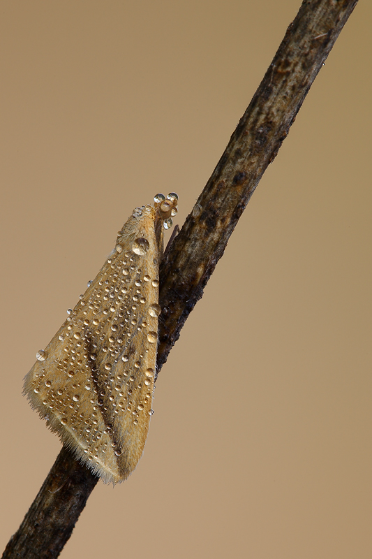 ...l'oro del mattino...