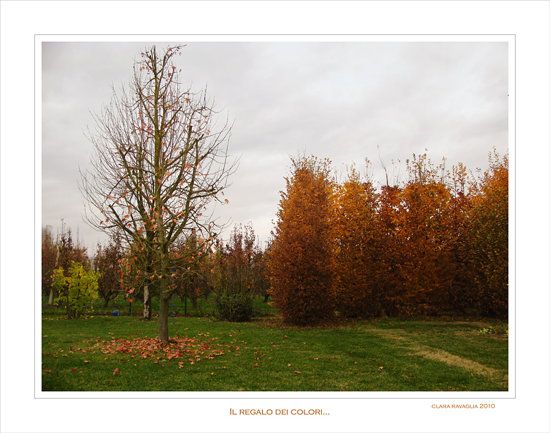 Il regalo...dei colori