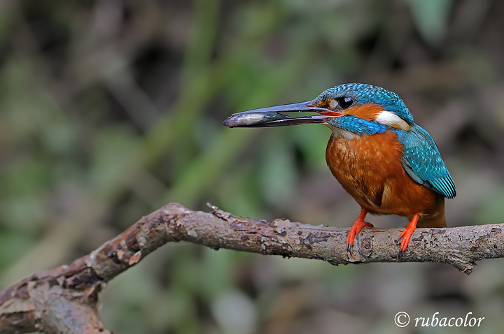 Un pesciolino in bocca al martino