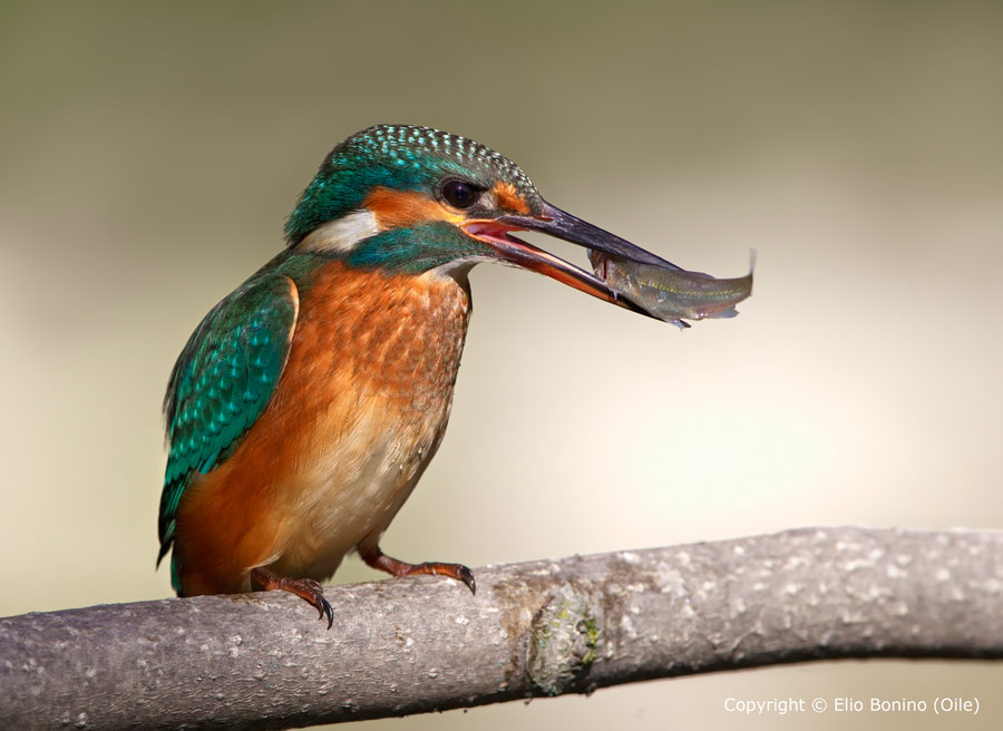 Martino femmina - Martin pescatore comune (Alcedo atthis)