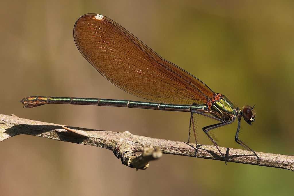 ...Ancora Libellula...!!!