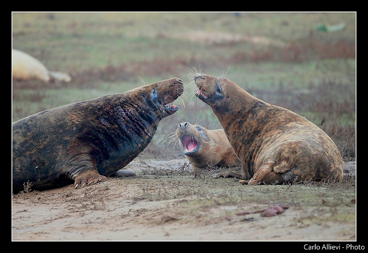 Lotta per il territorio